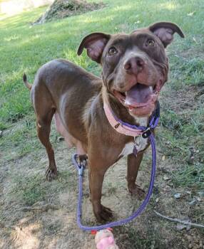 Haven -  Labrador Retriever and American Staffordshire Terrier Dog for Adoption in St. Peters, Missouri - Haven | PetCurious