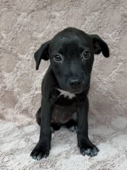 Mixed Breed Dogs Available for Adoption in Boca Raton, Florida - Ambar | PetCurious