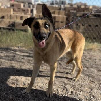 German Shepherd Dog and Mixed Breed Dogs Available for Adoption in Bullhead City, Arizona - Mallory | PetCurious