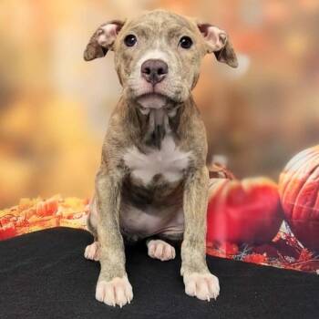 Lyla -  Pit Bull Terrier and Mixed Breed Dog for Adoption in Griswold, Connecticut - Lyla | PetCurious