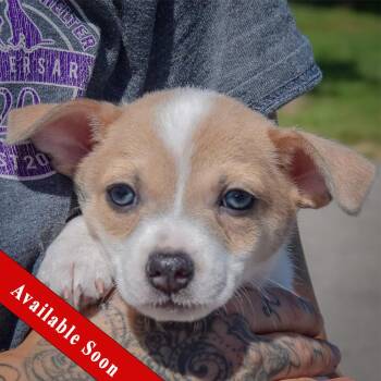 Freedom -  Rat Terrier and Jack Russell Terrier Dog for Adoption in Huntley, Illinois - Freedom | PetCurious