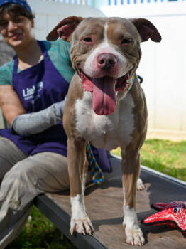 Rescue Mixed Breed Dogs for Adoption in Chamblee, Georgia - Rainstorm | PetCurious