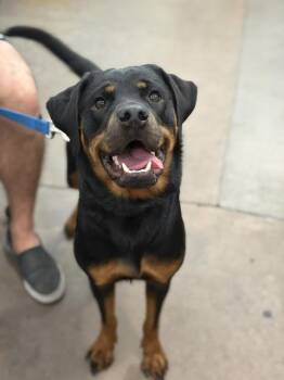 JANE -  Mixed Breed Dog for Adoption in Dallas, Texas - JANE | PetCurious