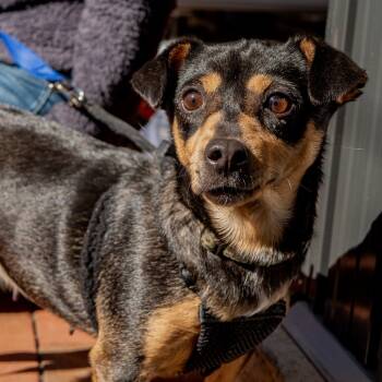Rescue Chihuahua and Mixed Breed Dogs for Adoption in Washington, District Of Columbia - Mamma Mia | PetCurious
