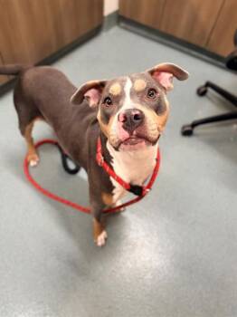 Pit Bull Terrier Dogs Available for Adoption - PAPAYA | PetCurious