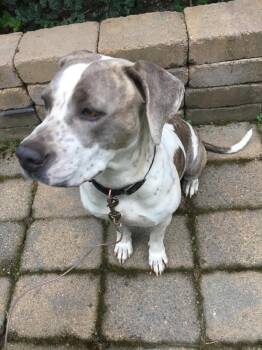 Rescue Plott Hound Dogs for Adoption in Kirkland, Washington - Themy - A Gentle Soul Ready For Love! | PetCurious