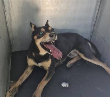 BINGO -  Chihuahua Dog for Adoption in San Antonio, Texas - BINGO | PetCurious