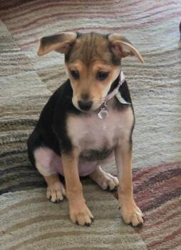 Mabel -  Rat Terrier and Terrier Dog for Adoption in Manchester, Tennessee - Mabel | PetCurious