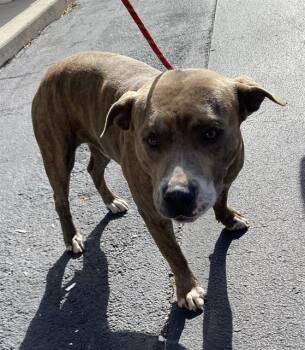 Pit Bull Terrier and Mixed Breed Dogs Available for Adoption in Fort Myers, Florida - DENVER | PetCurious