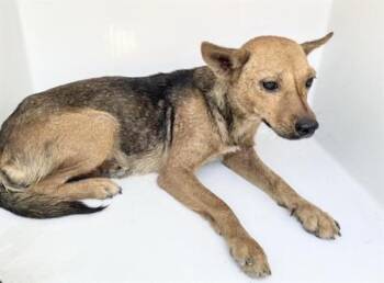 A658168 -  German Shepherd Dog and Mixed Breed Dog for Adoption in Houston, Texas - A658168 | PetCurious