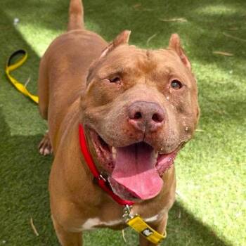 Red King -  Pit Bull Terrier Dog for Adoption in Las Vegas, Nevada - Red King | PetCurious