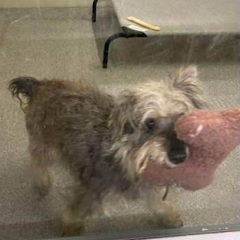 Schnauzer Dogs Available for Adoption - Luigi | PetCurious