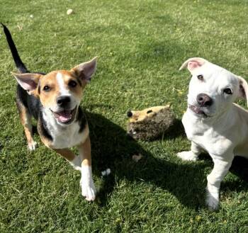 Levi and Lyla -  Corgi and Dachshund Dog for Adoption in Scottsdale, Arizona - Levi And Lyla | PetCurious