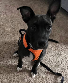 Rescue American Bulldog Dogs for Adoption in Tarrytown, Georgia - Elton | PetCurious