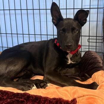 Kirby -  Mixed Breed Dog for Adoption in Redwood Valley, California - Kirby | PetCurious