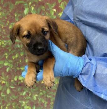 Shepherd and Mixed Breed Dogs Available for Adoption in San Antonio, Texas - Sedona | PetCurious