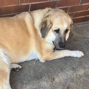 German Shepherd Dog and Great Pyrenees Dogs Available for Adoption in Midland, Texas - Abby | PetCurious