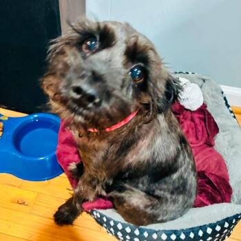 Greta -  Miniature Schnauzer Dog for Adoption in Athens, Alabama - Greta | PetCurious