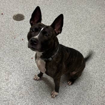 Rescue American Staffordshire Terrier Dogs for Adoption in Grand Rapids, Michigan - Poppy | PetCurious