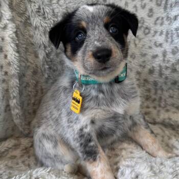 Adelaide -  Husky and Cattle Dog Dog for Adoption in Tacoma, Washington - Adelaide | PetCurious