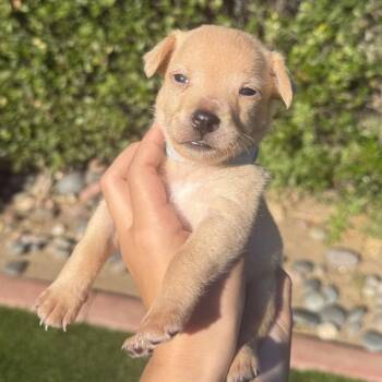 Astro -  Terrier and Mixed Breed Dog for Adoption in San Diego, California - Astro | PetCurious