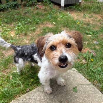 Yorkshire Terrier and Poodle Dogs Available for Adoption in Rockville, Maryland - Mr. Crimp | PetCurious