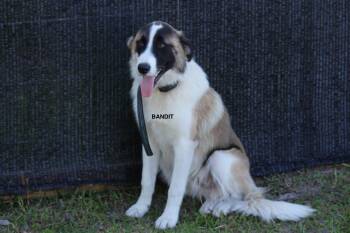Bandit 2 -  Great Pyrenees and Australian Shepherd Dog for Adoption in Panama City, Florida - Bandit 2 | PetCurious