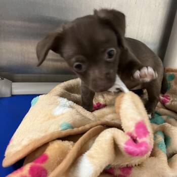 Dachshund Dogs Available for Adoption - Lyra | PetCurious