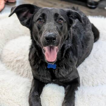 Rescue Labrador Retriever Dogs for Adoption in St. George, Utah - Coral | PetCurious