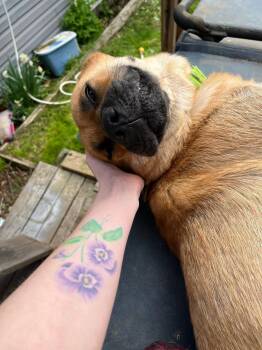 Rescue Chow Chow Dogs for Adoption in Manchester, Connecticut - ELLA | PetCurious