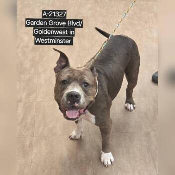 Pit Bull Terrier Dogs Available for Adoption in Westminster, California - WAGS-Stray-21327 | PetCurious