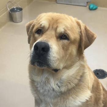 Great Pyrenees and Rottweiler Dogs Available for Adoption in Incline Village, Nevada - Trey | PetCurious
