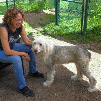 Mabel -  Sheep Dog Dog for Adoption in Michigan City, Indiana - Mabel | PetCurious