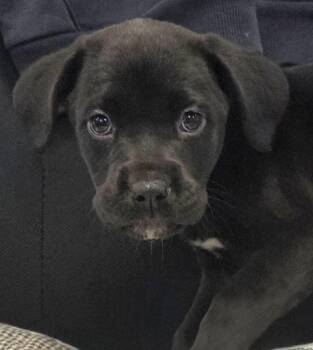 Aunt May -  Mixed Breed Dog for Adoption in Olean, New York - Aunt May | PetCurious