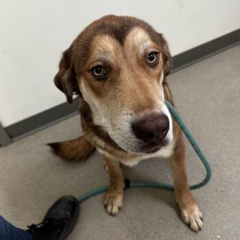Shepherd and Mixed Breed Dogs Available for Adoption in Roanoke, Virginia - Booger | PetCurious