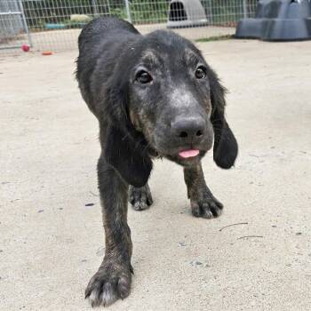 Johnny (Navajo) -  Hound and Mixed Breed Dog for Adoption in Clarksville, Arkansas - Johnny (Navajo) | PetCurious