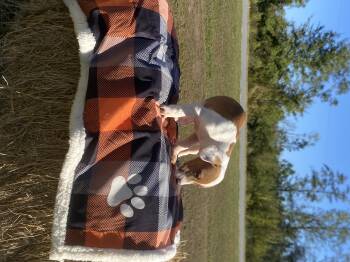 Rescue American Bulldog Dogs for Adoption in Lakeland, Georgia - Kylo | PetCurious