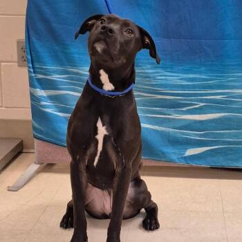 Mixed Breed Dogs Available for Adoption in Lake Panasoffkee, Florida - Bella | PetCurious