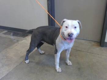 STELLA -  Pit Bull Terrier Dog for Adoption in Ontario, California - STELLA | PetCurious