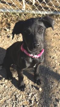 26-634 Beatrix -  Labrador Retriever and Mixed Breed Dog for Adoption in Barnesville, Georgia - 26-634 Beatrix | PetCurious