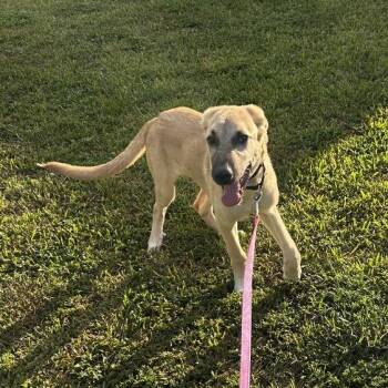 Shiloh -  Mixed Breed Dog for Adoption in Jupiter, Florida - Shiloh | PetCurious