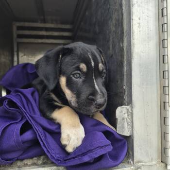 Saraphina -  Rottweiler and Mixed Breed Dog for Adoption in Durant, Oklahoma - Saraphina | PetCurious