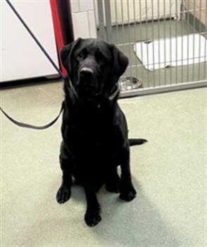 Mixed Breed Dogs Available for Adoption in Santa Fe, New Mexico - JJ | PetCurious