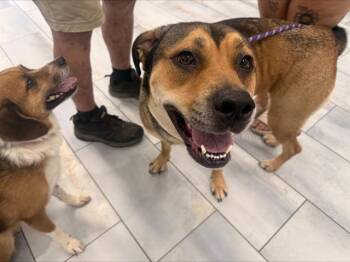 SADIE -  Mixed Breed Dog for Adoption in Charlotte, North Carolina - SADIE | PetCurious