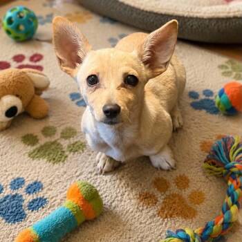 Chihuahua Dogs Available for Adoption in Antioch, California - SuzyQ | PetCurious