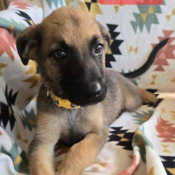 Rescue German Shepherd Dog Dogs for Adoption in Tulsa, Oklahoma - Aurelia | PetCurious