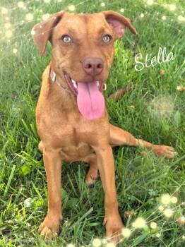 Rescue Pit Bull Terrier and Vizsla Dogs for Adoption in Grove, Oklahoma - Stella | PetCurious