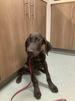 SCOUT -  Labrador Retriever and Mixed Breed Dog for Adoption in Baytown, Texas - SCOUT | PetCurious