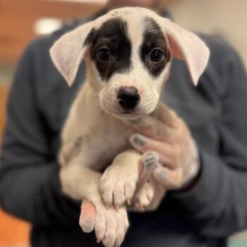 Carl -  Mixed Breed Dog for Adoption in Springboro, Ohio - Carl | PetCurious