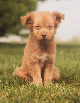 Australian Shepherd Dogs Available for Adoption in West Falls, New York - Lilo | PetCurious